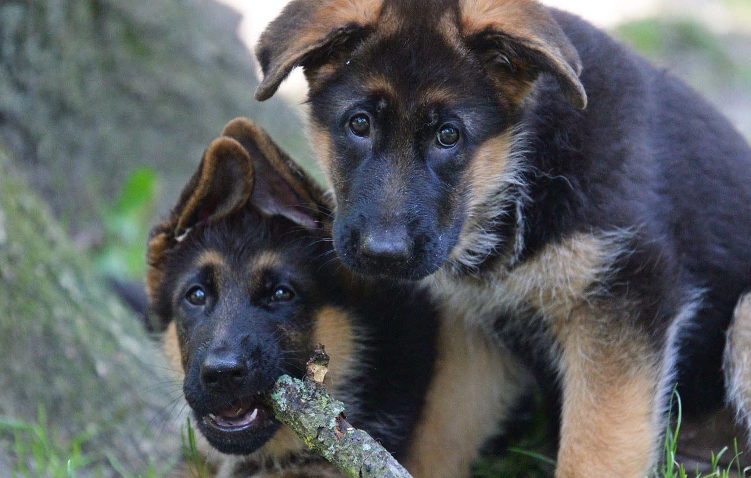 Dieke & Bonanza - Zeal German Shepherds
