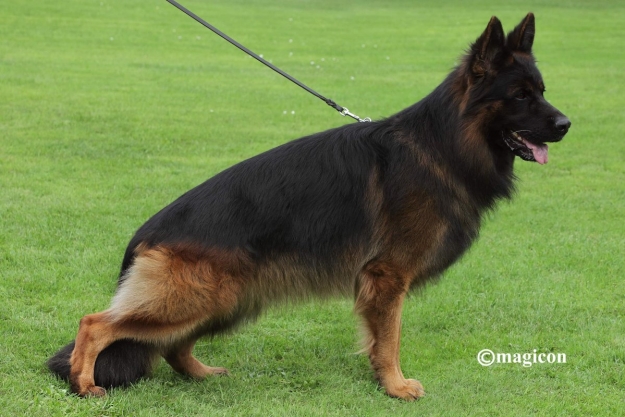 J' German Shepherd Litter – Granini & Krisu - Zeal German Shepherds