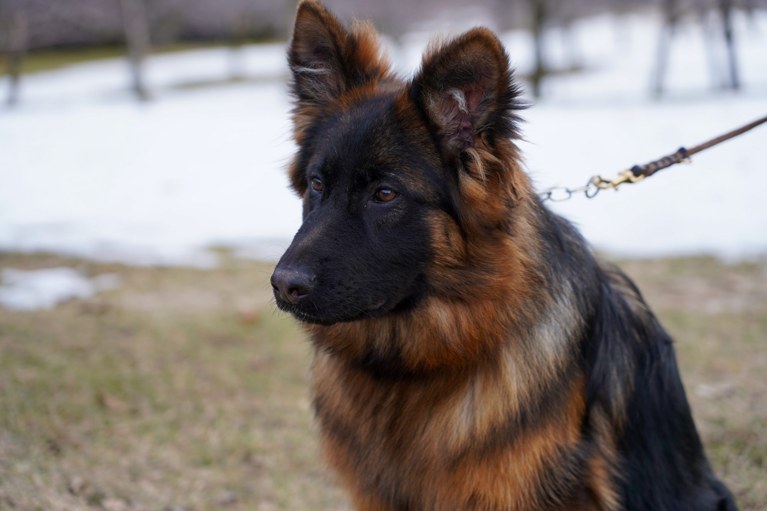 J' German Shepherd Litter – Granini & Krisu - Zeal German Shepherds